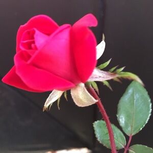 Meet your Posher, Christine